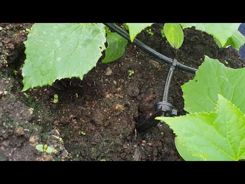 Solcellsdrivet bevattningssystem för växter