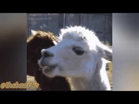 Russian dance - Drake ft Didou Parisien (Intro)