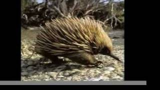 New Paranoia - Scott Garriott (With Pictures of Some of the Strangest Animals on the Planet)