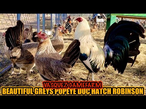 Beautiful Greys Popeye Doc Hatch Robinson ~ VASQUEZ GAMEFARM
