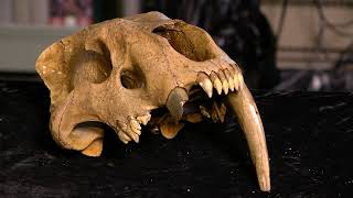 Newswise:Video Embedded exquisite-sabertooth-skull-offers-clues-about-ice-age-predator
