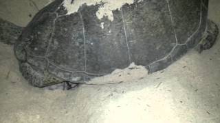 Mother Hawksbill turtle laying eggs.