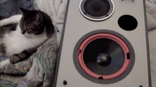 Sound Dynamics Woofer Blow