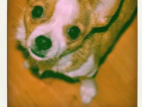 Video thumbnail for I pariolini di diciott'anni