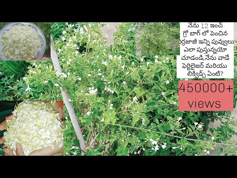 Grow a virrajaji plant in a pot like this and it will bloom with lots of flowers.. gardening#gard...