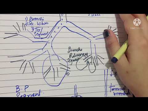 The bronchial tree | Bronchopulmonary Segments | Lungs Lobes Fissures | Clinicals | SIMPLIFIED