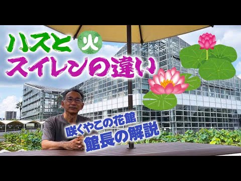 スイレンについて詳しく解説