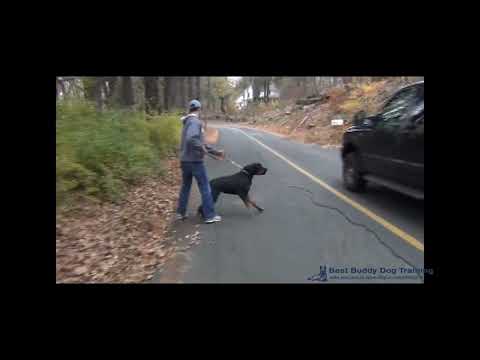 Rowdy Rottweiler