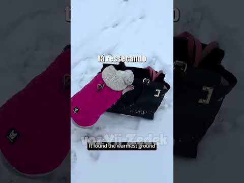 Bichinhos que nos entendem - doguinhos com muito frio