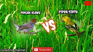 Download lagu Suwara burung Cipoh/Sirtu VS Prenjak Klawu Ribut mp3 Download lagu Suwara burung Cipoh/Sirtu VS Prenjak Klawu Ribut mp3