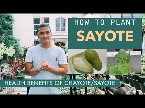PAANO MAGTANIM ng SAYOTE | Planting Sayote / Chayote in a CONTAINER | Health Benefits of Sayote