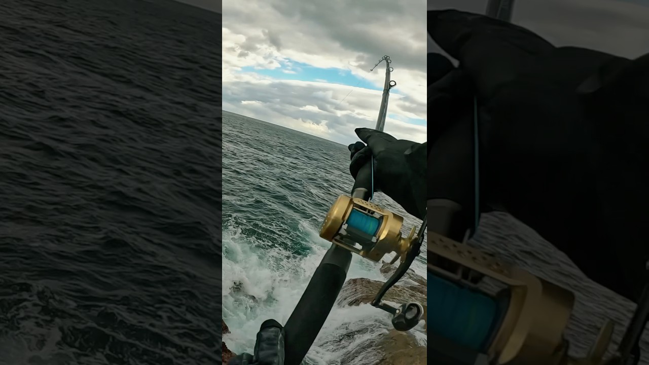 ヒラマサが止まらない…