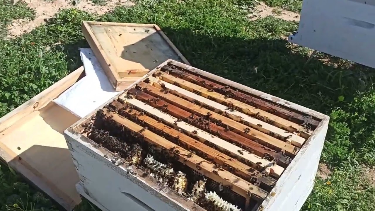 يصنع النحل العجب منظر ولا اروع 2026/03/18