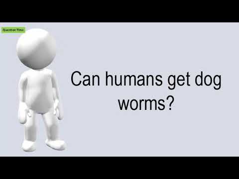 人間も犬虫に感染する可能性はあるのでしょうか？