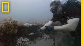 Divers Clean Reefs to Save Marine Life | National Geographic