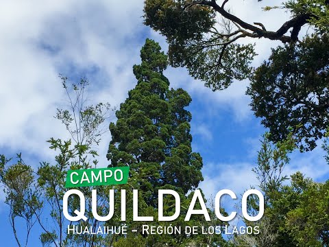 CAMPO QUILDACO - HUALAIHUÉ - REGIÓN DE LOS LAGOS