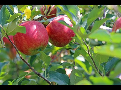 Jupiter in Taurus May 2023 to May 2024