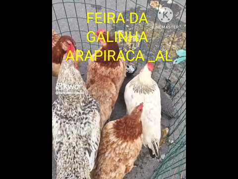 FEIRA DA GALINHA em Arapiraca Alagoas. #shortsfeed #viralvideo #viralshorts