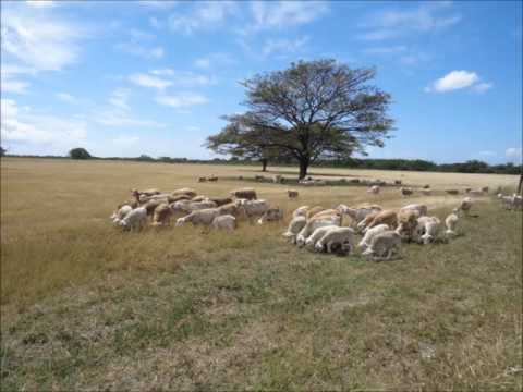 Ovejas en el Llano/ Sheeps on the field