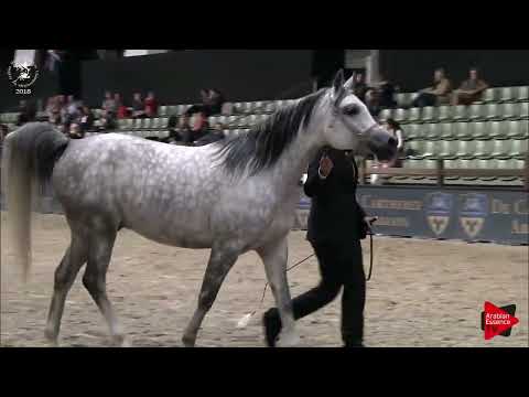 Ecaho European Show 2018 - Class 17