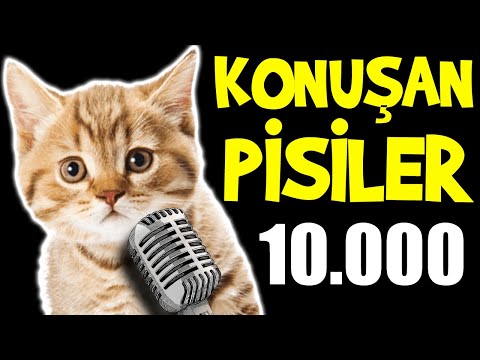 Konuşan Pisiler 10.000 - En Komik Kedi Videoları