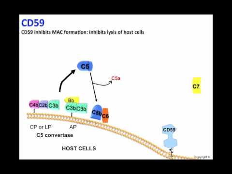CD59 2016