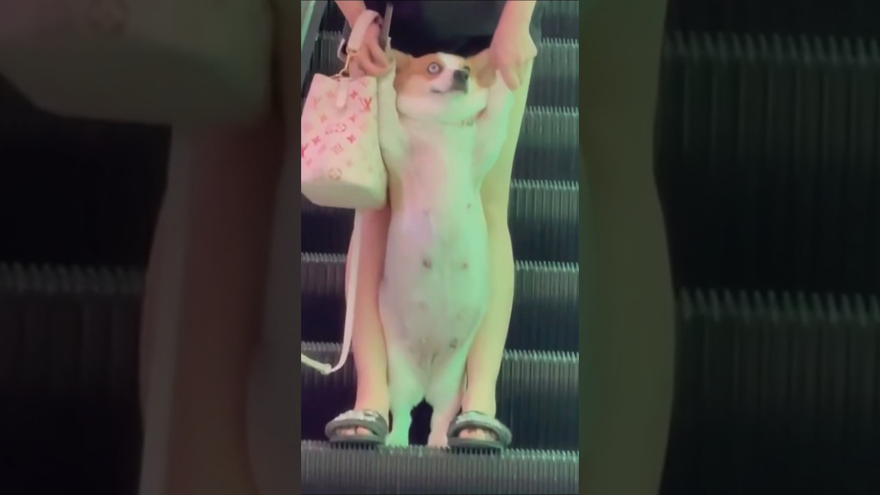 コーギーさん見て癒やされたら寝ろwww #動物 #イヌ #コーギー