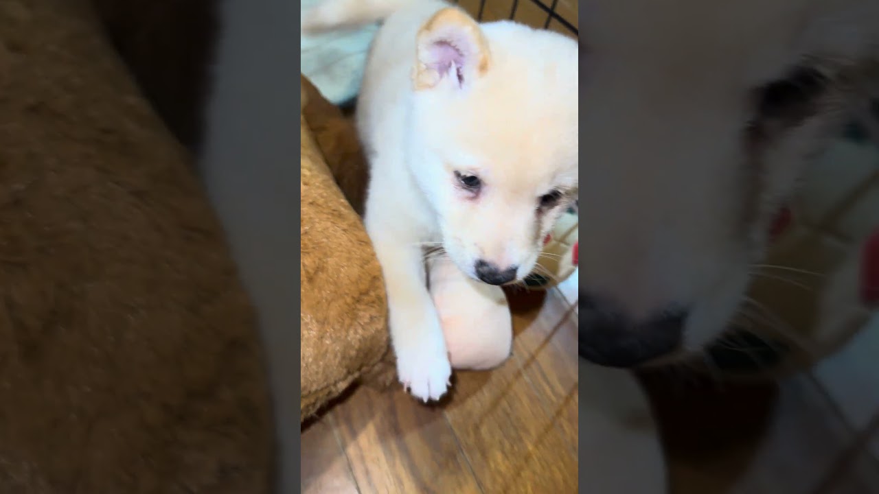 可愛いドアップです！ #豆柴カフェ #豆柴子犬