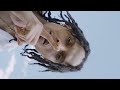 Tiitof - Comme Papa (Clip Officiel) Tiitof - Comme Papa (Clip Officiel)