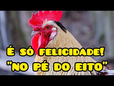NO PÉ DO EITO - Ivan Souza & Júlio César