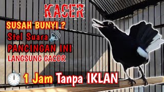 Download lagu SUARA BURUNG KACER MASTERAN ‼️ Stel Suara ini Biar GACOR | full suara Kacer 1 jam tanpa iklan mp3