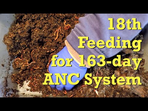 ANCs in oldest active worm bin at day 162 get 18th feeding - vermicompost