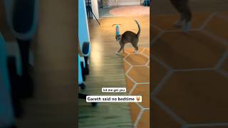 Gareth talks😻 #cat #cats #catvideos #catvideo #catshorts #catlife #cuteanimals #cute #funny #silly