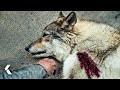 Wolf Attack Encounter Scene Alpha 2018