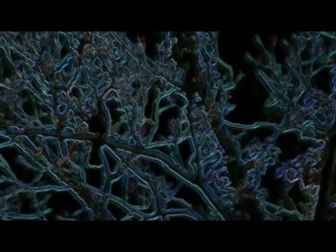 Misty Bywater - The Garden