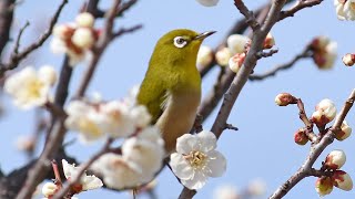 桜の蜜を吸うメジロ @静岡市清水区興津