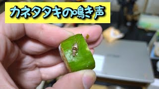 カネタタキの鳴き声は小さくて室内でもうるさくありません。