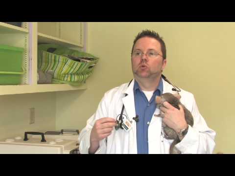 Chinchilla Pets : How to Tame a Chinchilla