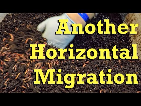 Oldest 128-day red wiggler worm bin's horizontal migration setup - vermicomposting