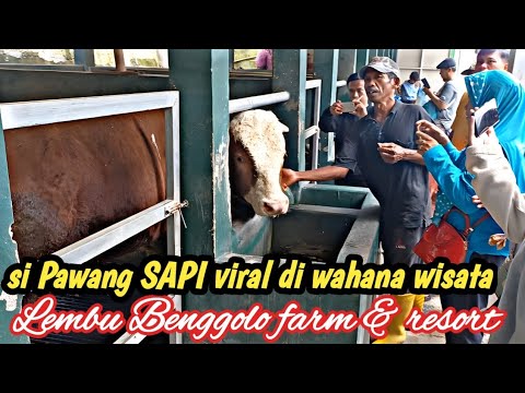 KUMPULAN SAPI SUPER DI WISATA LEMBU BENGGOLO FARM & RESORT‼️