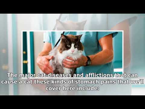 The Causes of Abdominal Fluid Buildup in Cats