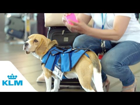 The KLM Retreiving Dog