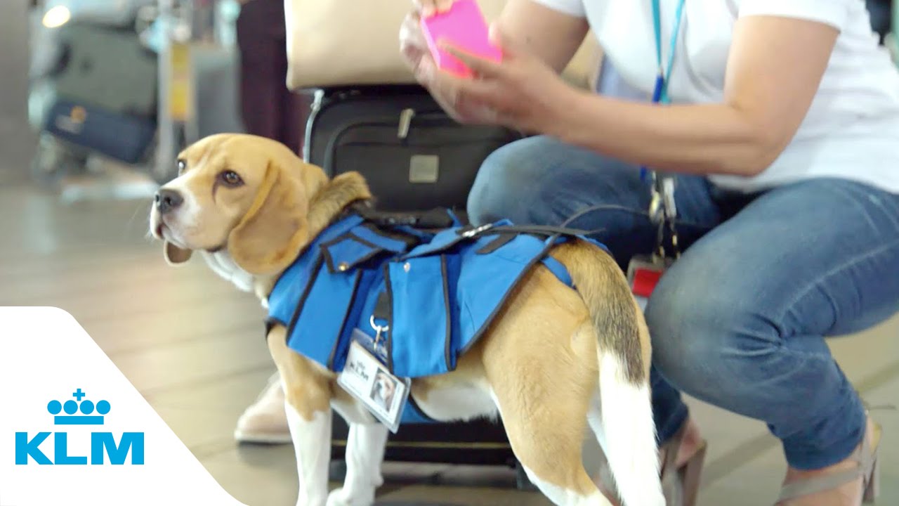 好想掉東西喔！萌犬米格魯出任務　機場奔走找失主