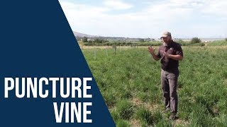 How to Control Puncturevine