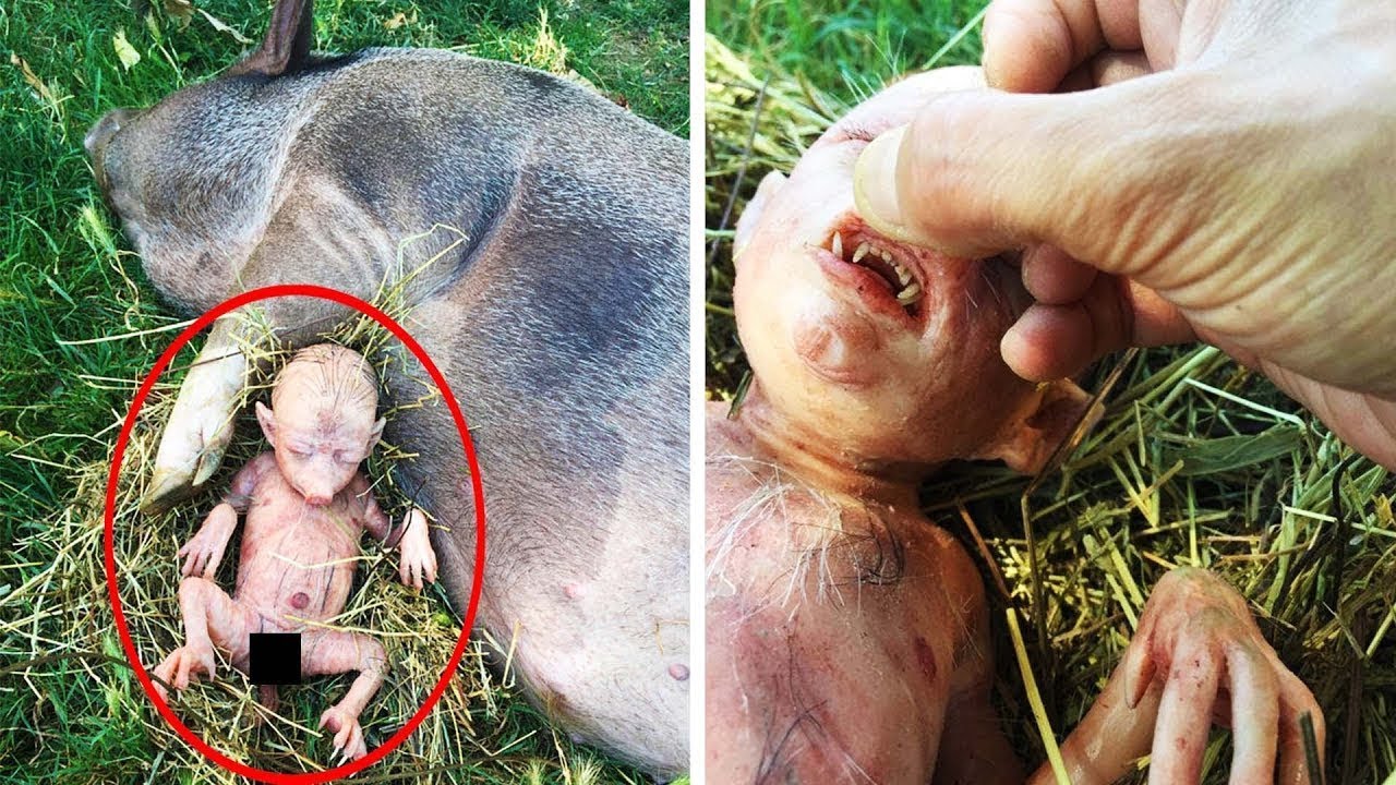 Irish Farmer Was Stunned to Find Out What His Pig Gave Birth To