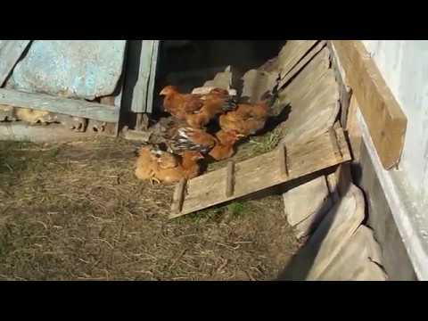 Обычный вечер у цыплят.