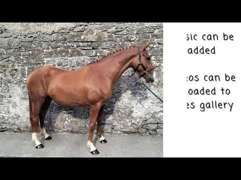Horse Sales Videos - Image 2
