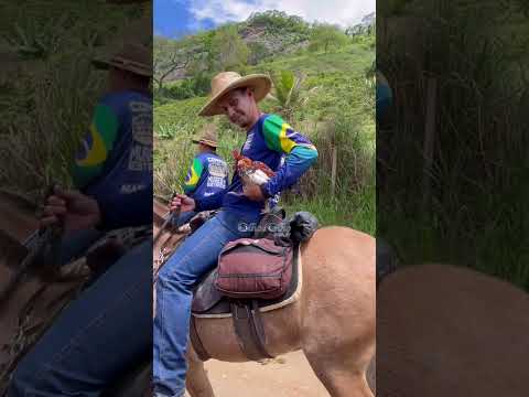 Cultura sobre quatro patas: cortejo de muladeiros encanta Muqui.