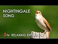 BEST NIGHTINGALE SONG - 3 Hours REALTIME Nightingale Singing, NO LOOP - Birdsong, Birds Chirping