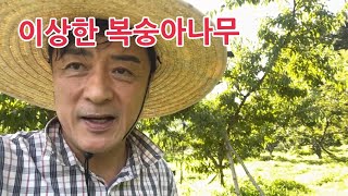 이상한 복숭아나무 구경 하세요